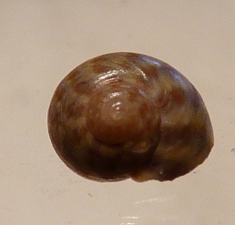Trochidae Gibbula richardi ?